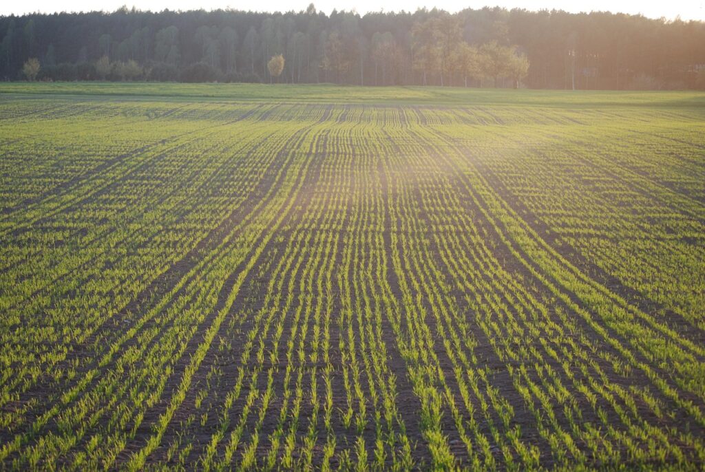 field, cereal, sowing-280856.jpg