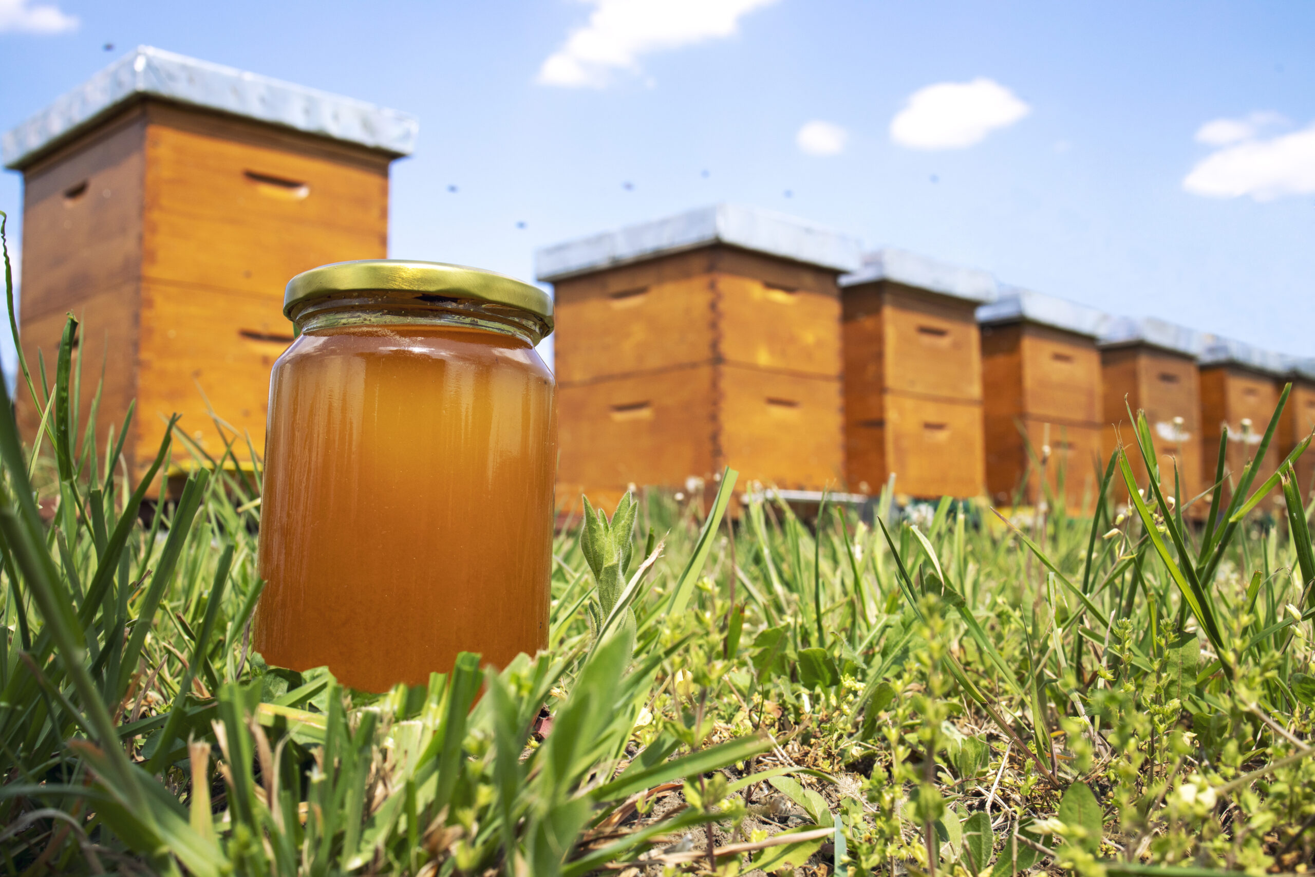 Honey jar and beehives on meadow in springtime. Honey jar and beehives on meadow in springtime.
